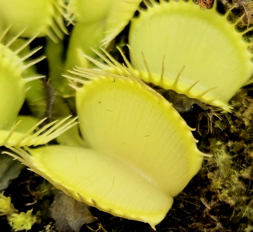 Dionaea muscipula 'All Green'