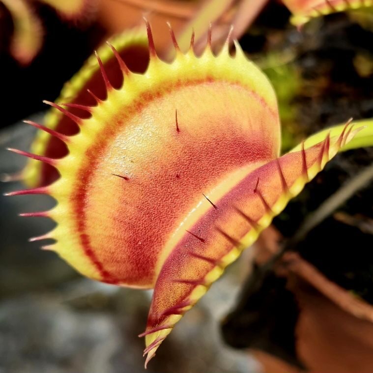 Dionaea muscipula Jaws - pułapki