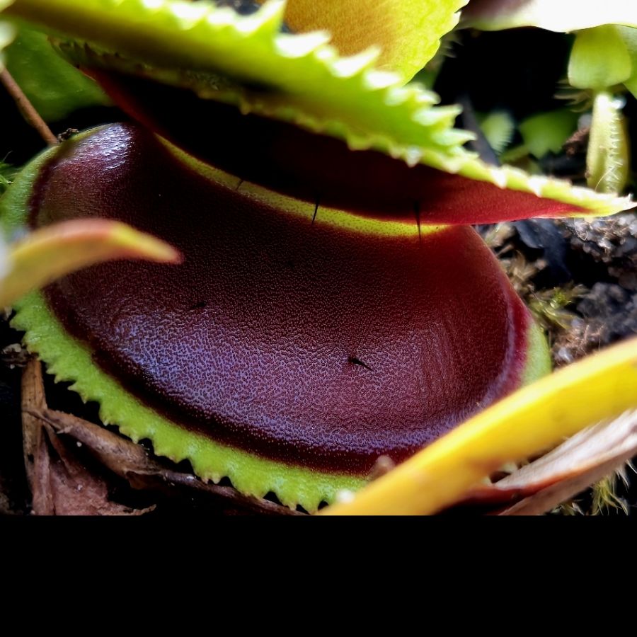 Dionaea muscipula 'Sawtooth' M - obrazek 2