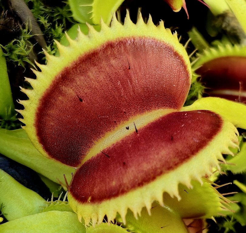 Dionaea muscipula 'Sawtooth' M
