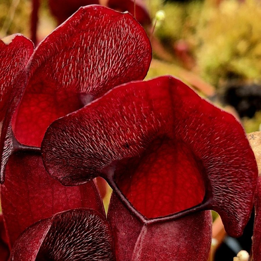 Sarracenia 'Barbapappa' - obrazek 7
