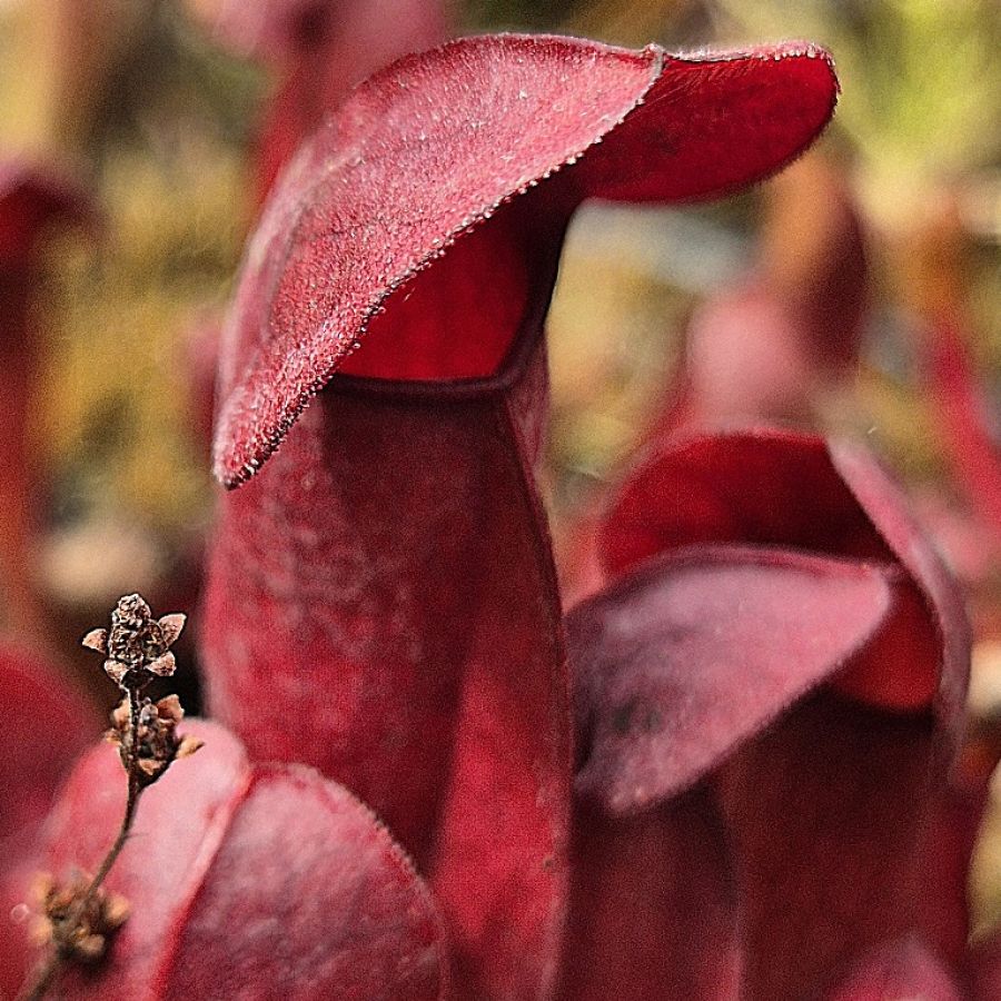 Sarracenia 'Barbapappa' - obrazek 5