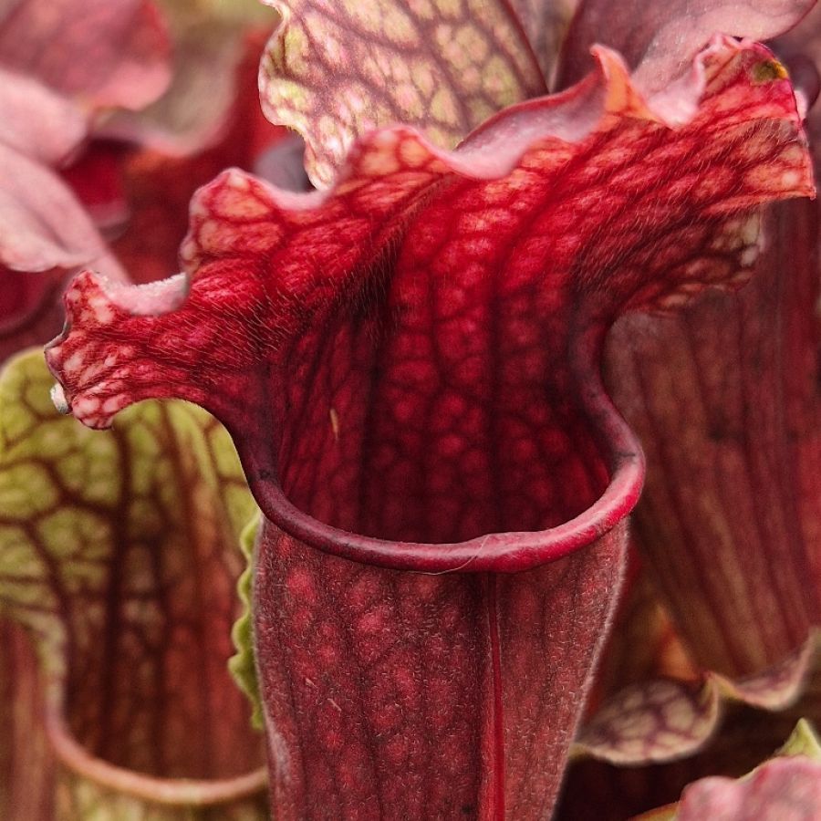 Sarracenia 'Fiona' M