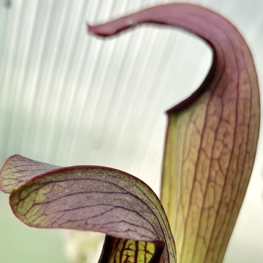 Sarracenia 'Rehderi' M - obrazek 3