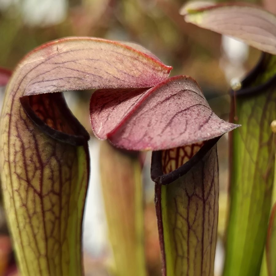 Sarracenia 'Rehderi' M - obrazek 2