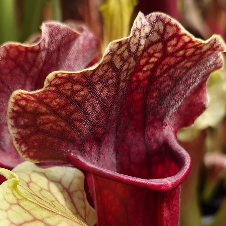 Sarracenia 'Smoorie'