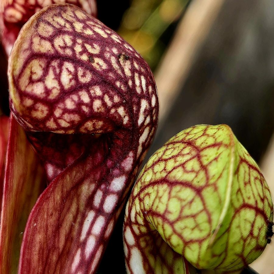 Sarracenia pssitacina XL - obrazek 7