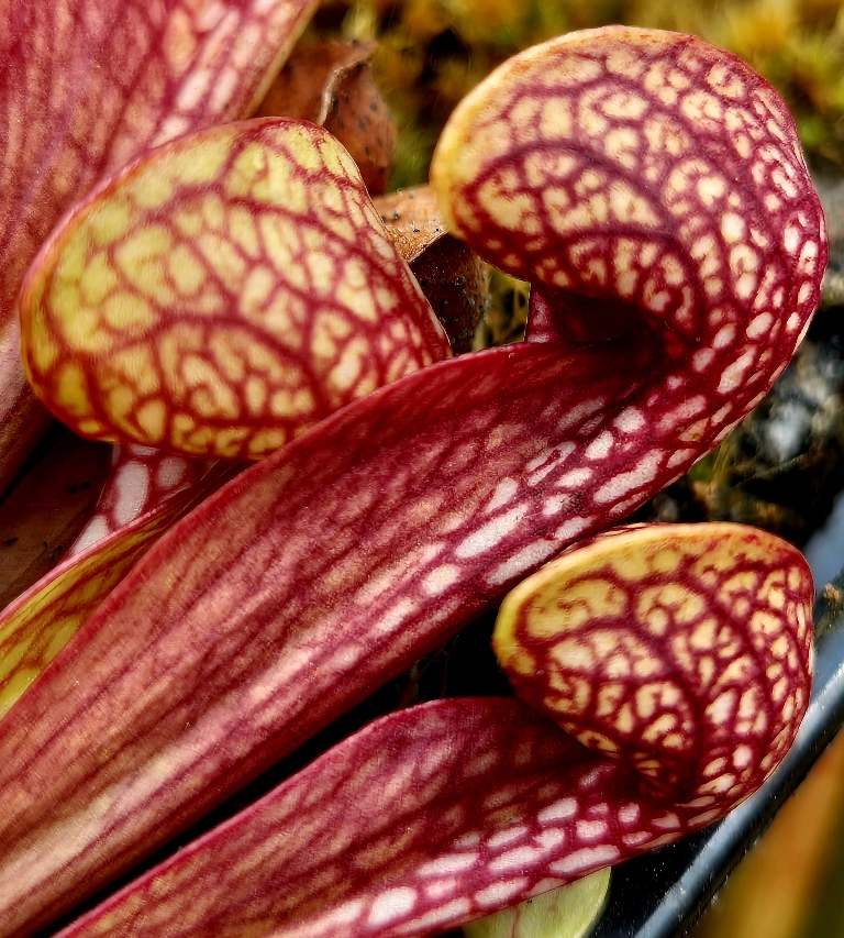 Sarracenia pssitacina XL