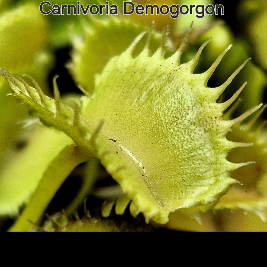 !Limitowana oferta- rzadkie kultywary muchołówek! - obrazek 18