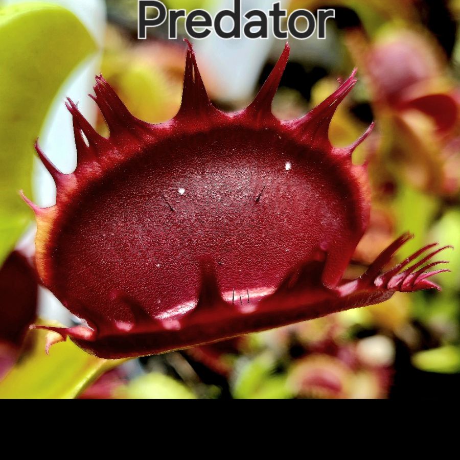 !Limitowana oferta- rzadkie kultywary muchołówek! - obrazek 19