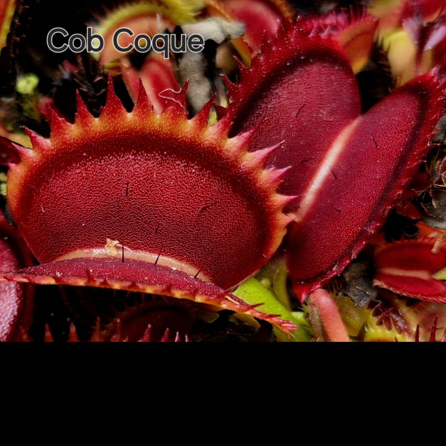 !Limitowana oferta- rzadkie kultywary muchołówek! - obrazek 20