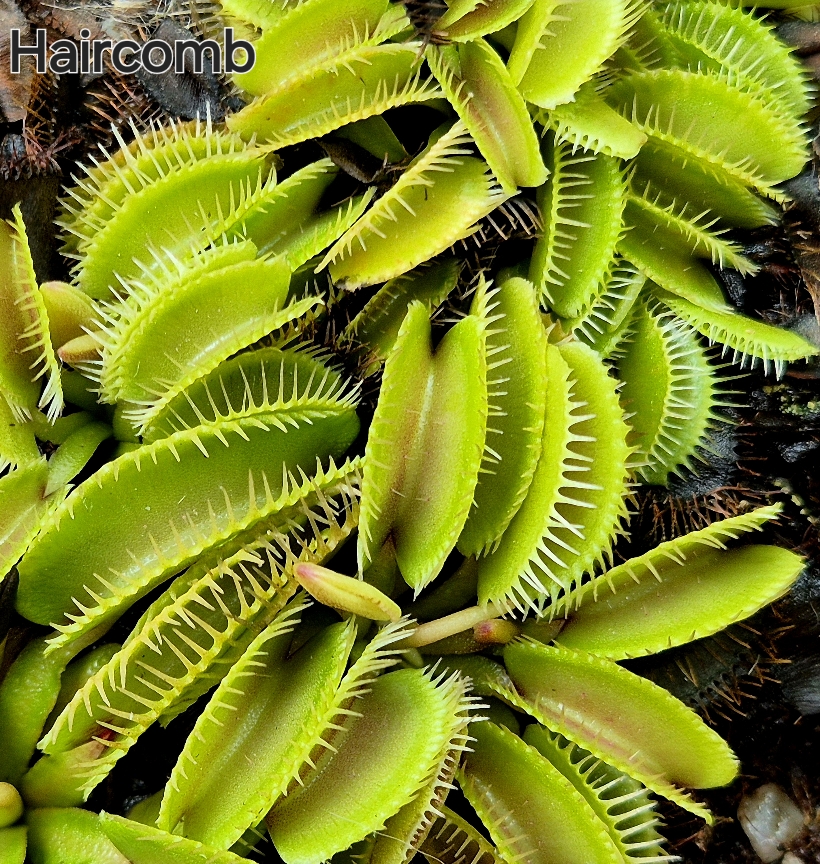 !Limitowana oferta- rzadkie kultywary muchołówek! - obrazek 21