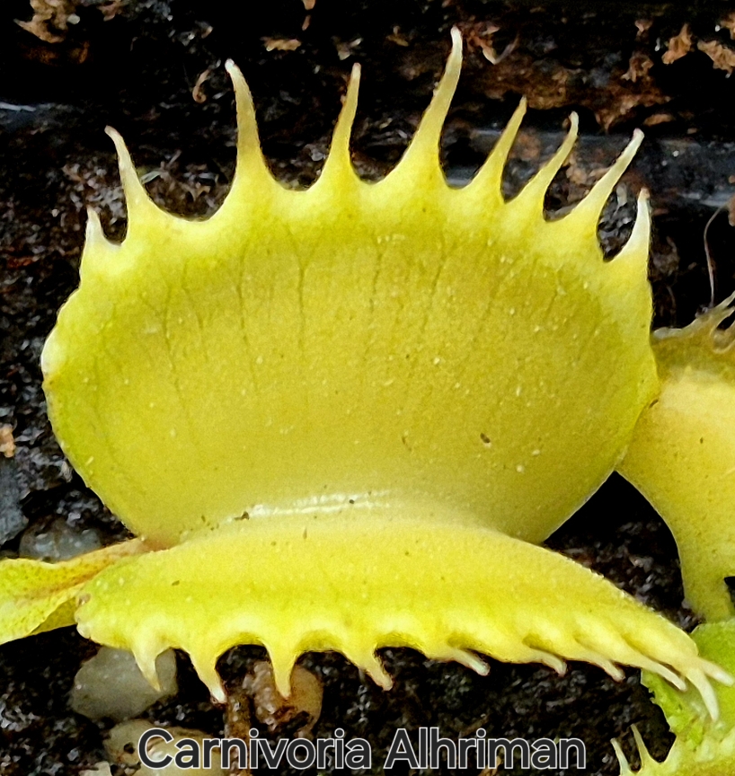 !Limitowana oferta- rzadkie kultywary muchołówek! - obrazek 2