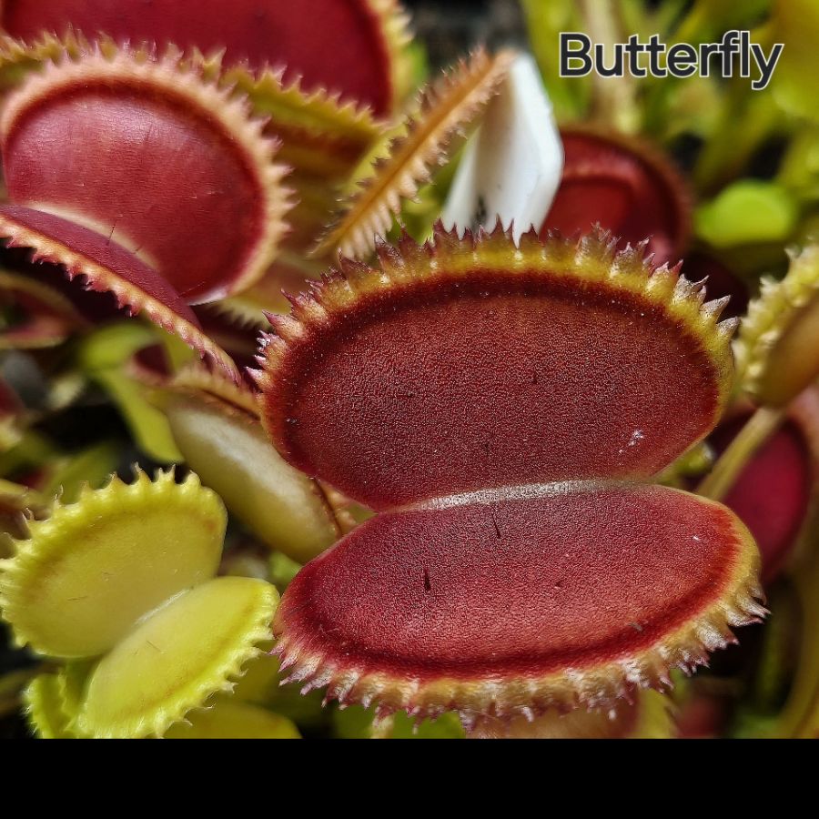 !Limitowana oferta- rzadkie kultywary muchołówek! - obrazek 11