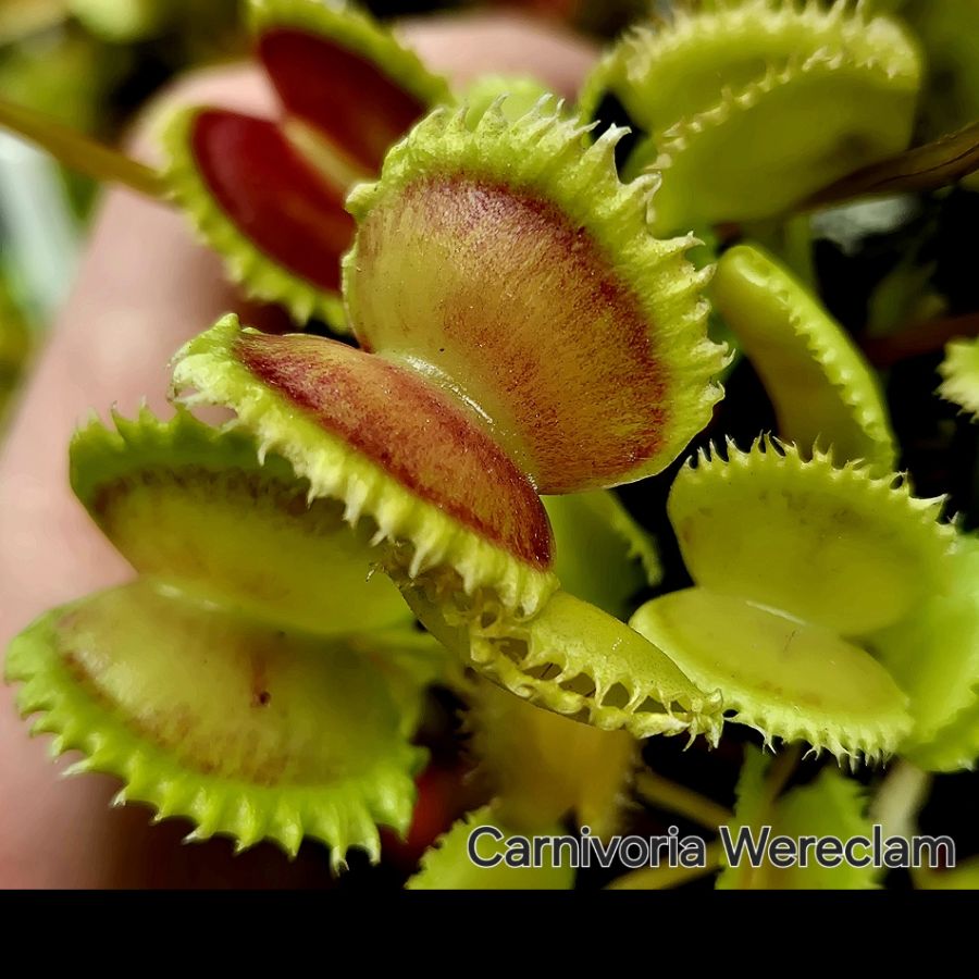 !Limitowana oferta- rzadkie kultywary muchołówek! - obrazek 12