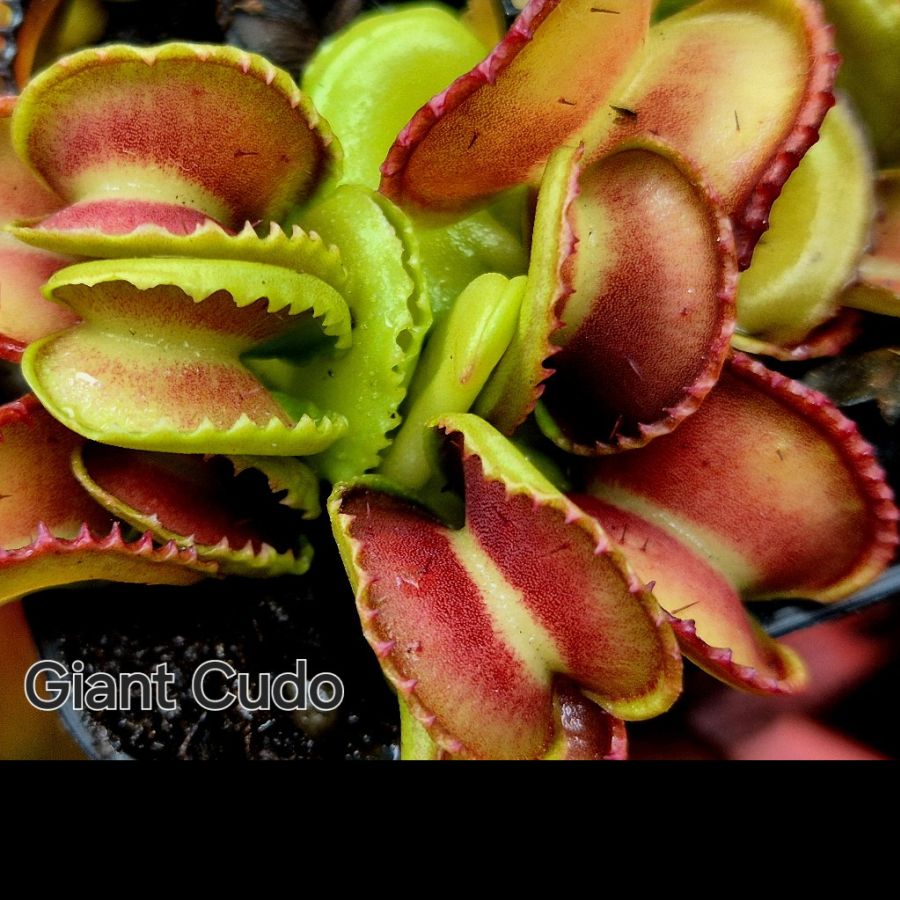 !Limitowana oferta- rzadkie kultywary muchołówek! - obrazek 22