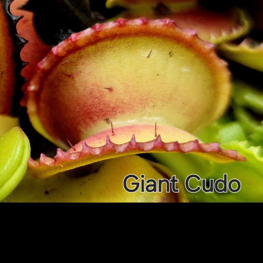 !Limitowana oferta- rzadkie kultywary muchołówek! - obrazek 13