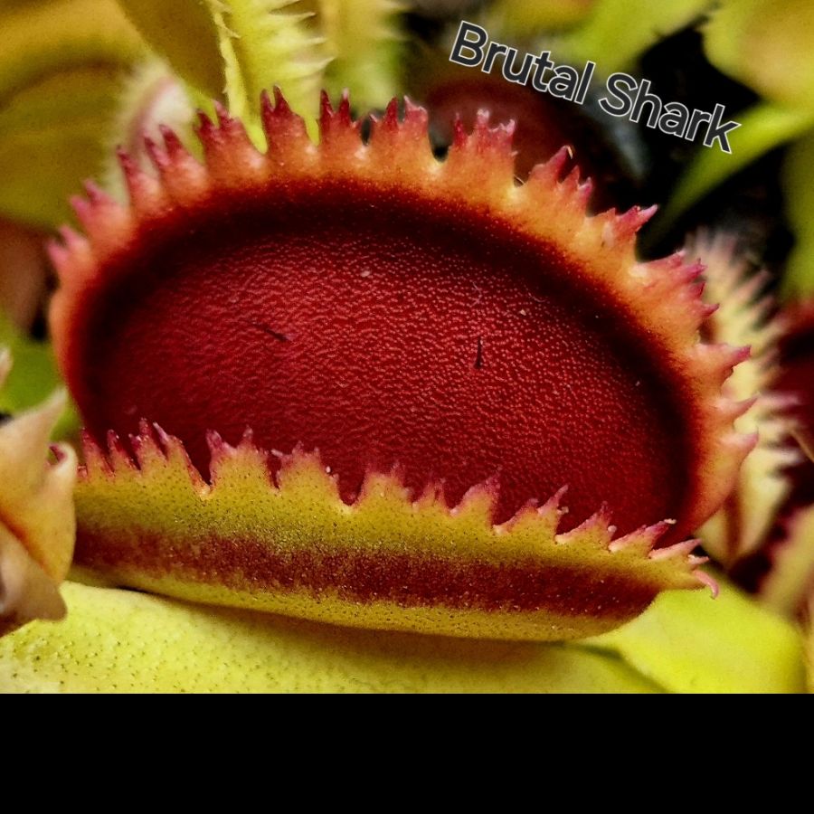 !Limitowana oferta- rzadkie kultywary muchołówek! - obrazek 14