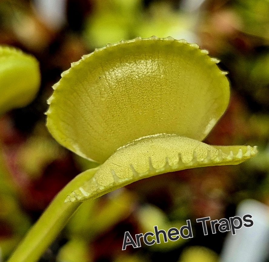 !Limitowana oferta- rzadkie kultywary muchołówek! - obrazek 15