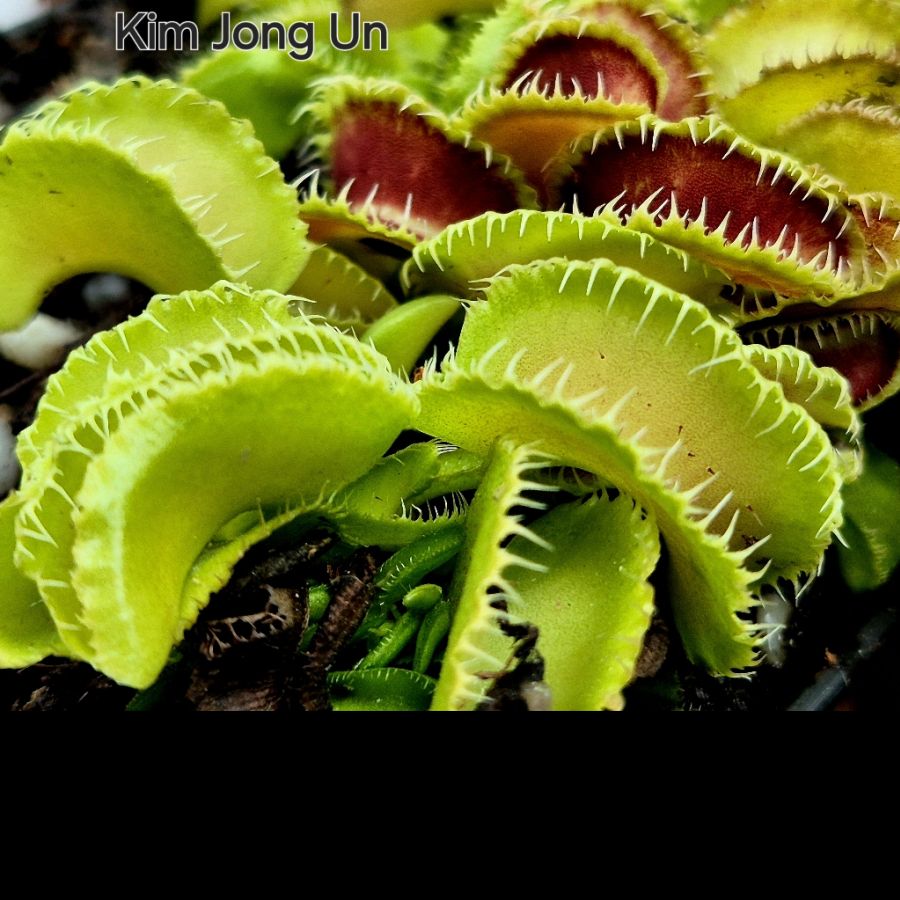 !Limitowana oferta- rzadkie kultywary muchołówek! - obrazek 3