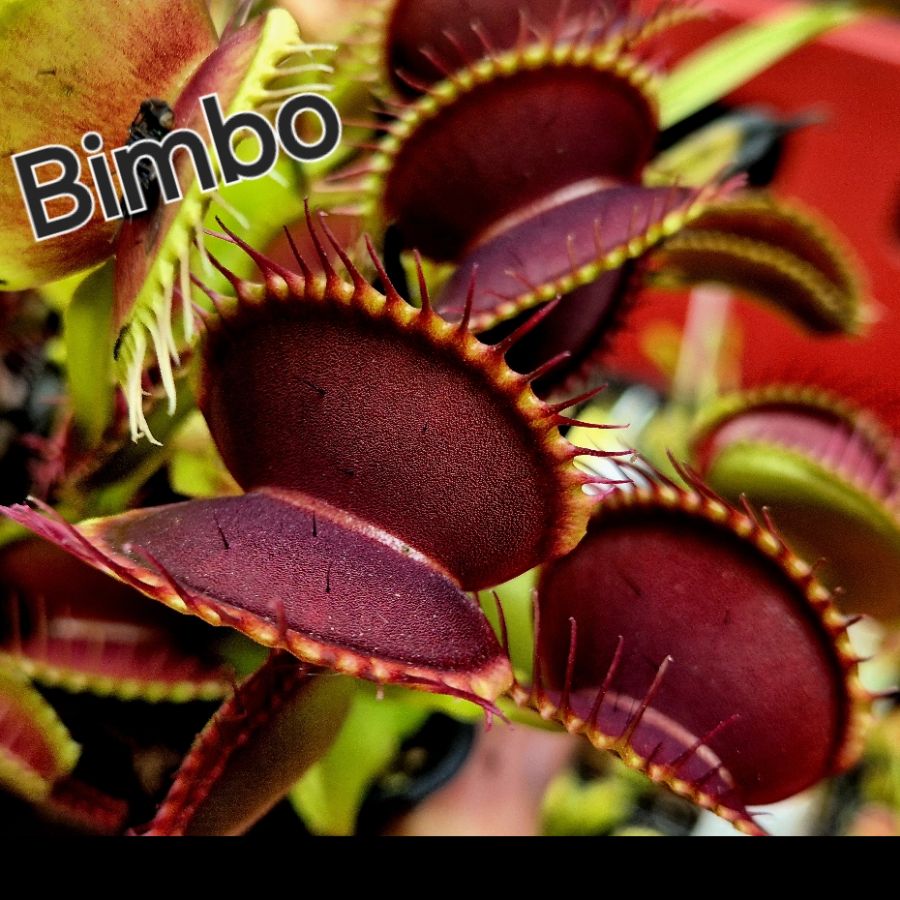 !Limitowana oferta- rzadkie kultywary muchołówek! - obrazek 4