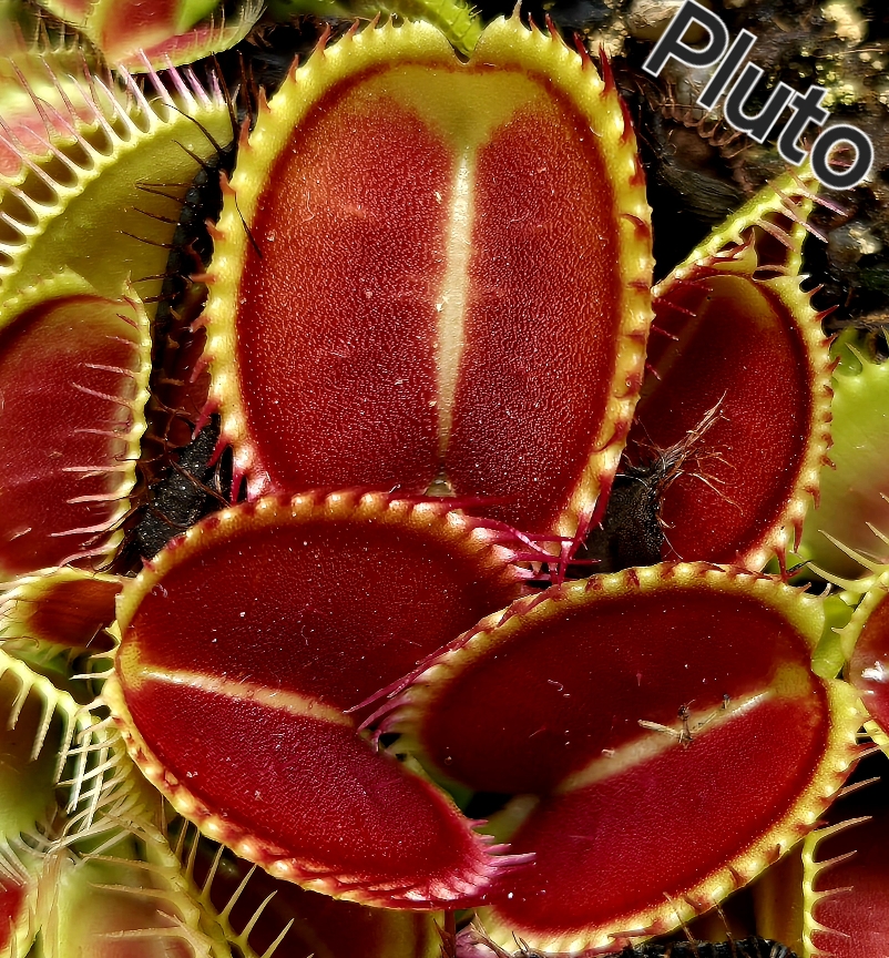 !Limitowana oferta- rzadkie kultywary muchołówek! - obrazek 5