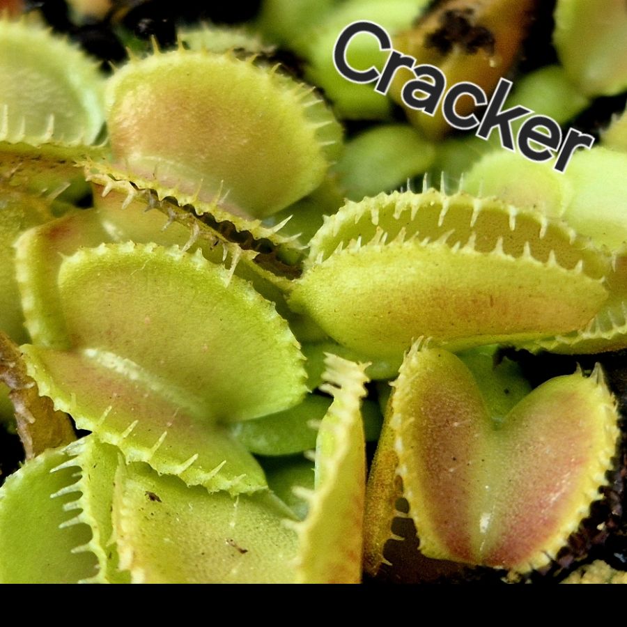 !Limitowana oferta- rzadkie kultywary muchołówek! - obrazek 8