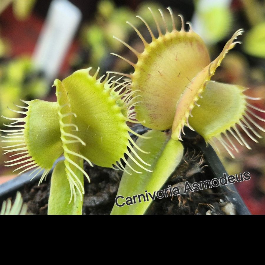 !Limitowana oferta- rzadkie kultywary muchołówek! - obrazek 9