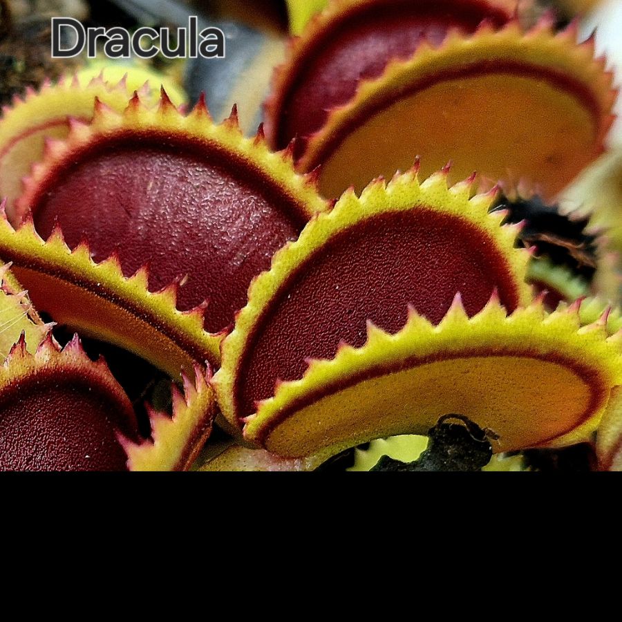 !Limitowana oferta- rzadkie kultywary muchołówek!