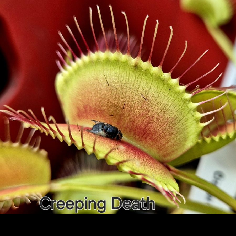 !Limitowana oferta- rzadkie kultywary muchołówek! - obrazek 10