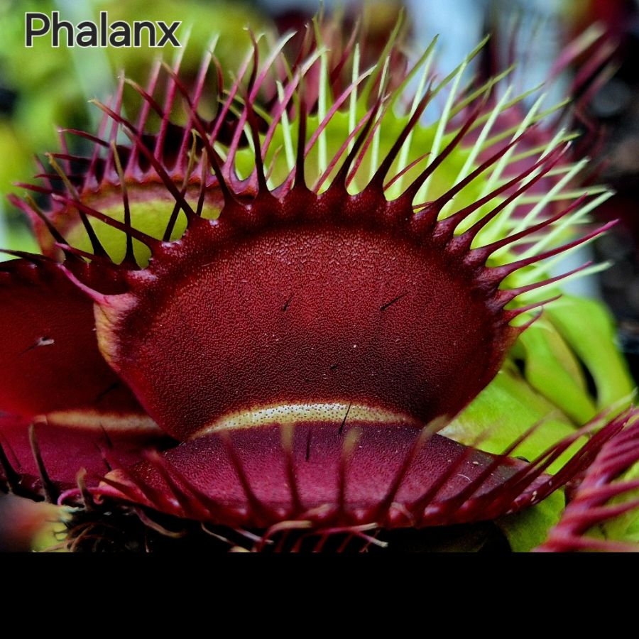 !Limitowana oferta- rzadkie kultywary muchołówek! - obrazek 34