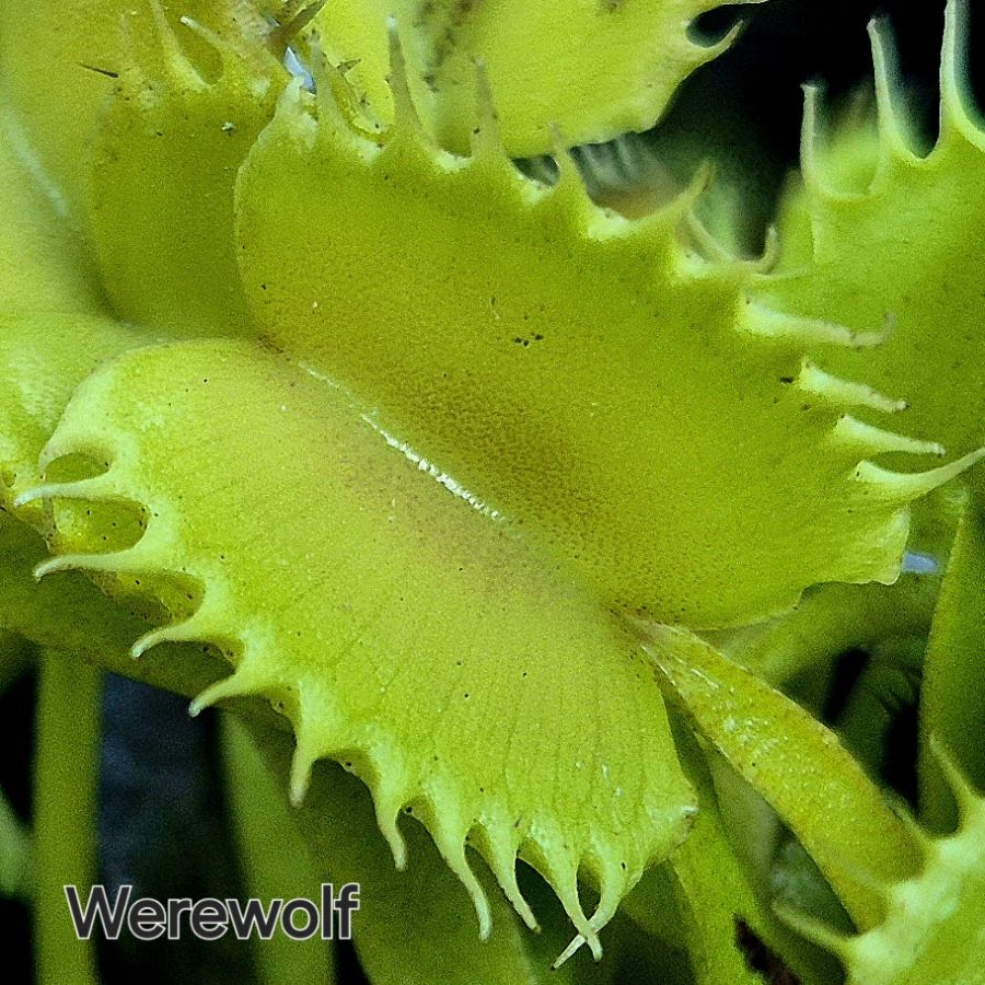 !Limitowana oferta- rzadkie kultywary muchołówek! - obrazek 33