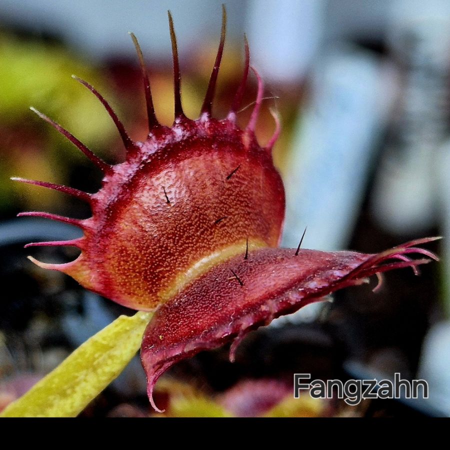 !Limitowana oferta- rzadkie kultywary muchołówek! - obrazek 28