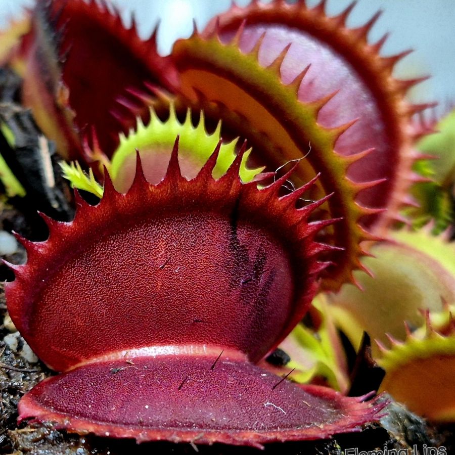 !Limitowana oferta- rzadkie kultywary muchołówek! - obrazek 27