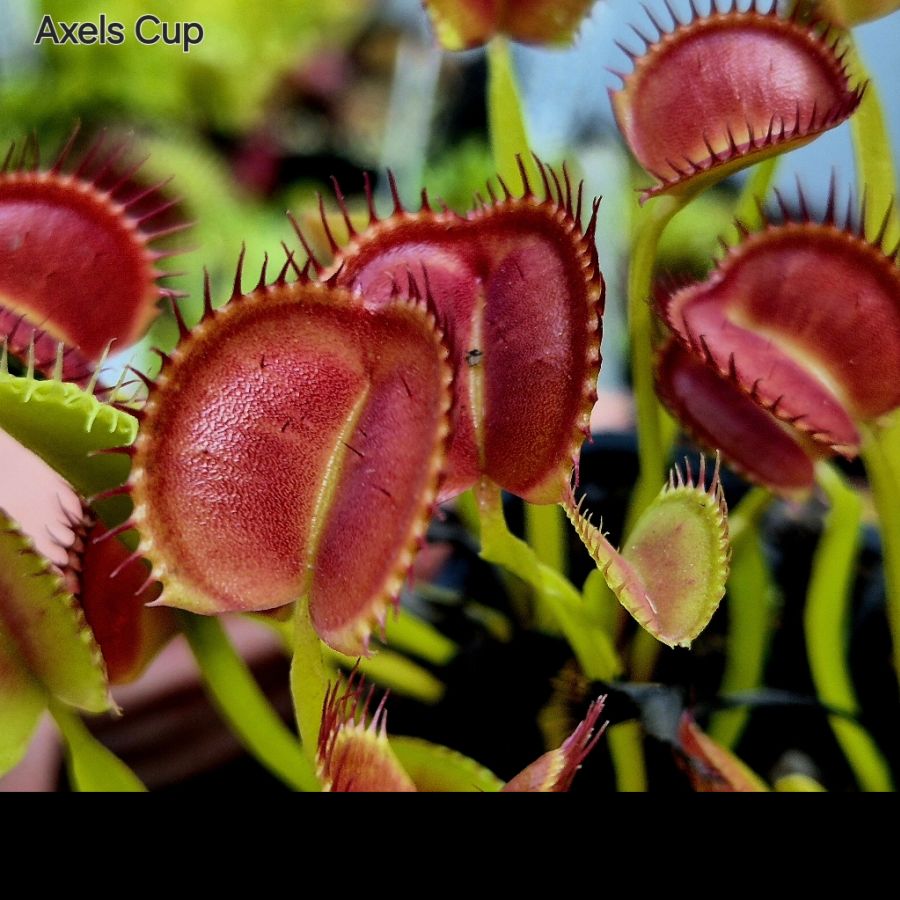 !Limitowana oferta- rzadkie kultywary muchołówek! - obrazek 26