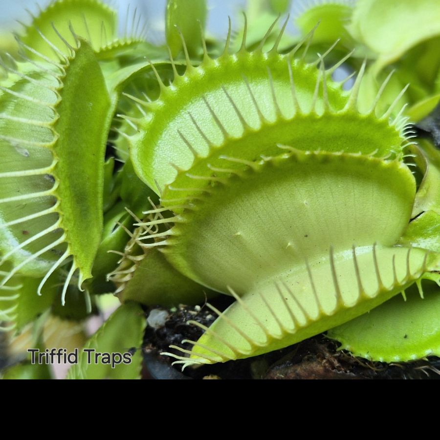 !Limitowana oferta- rzadkie kultywary muchołówek! - obrazek 25