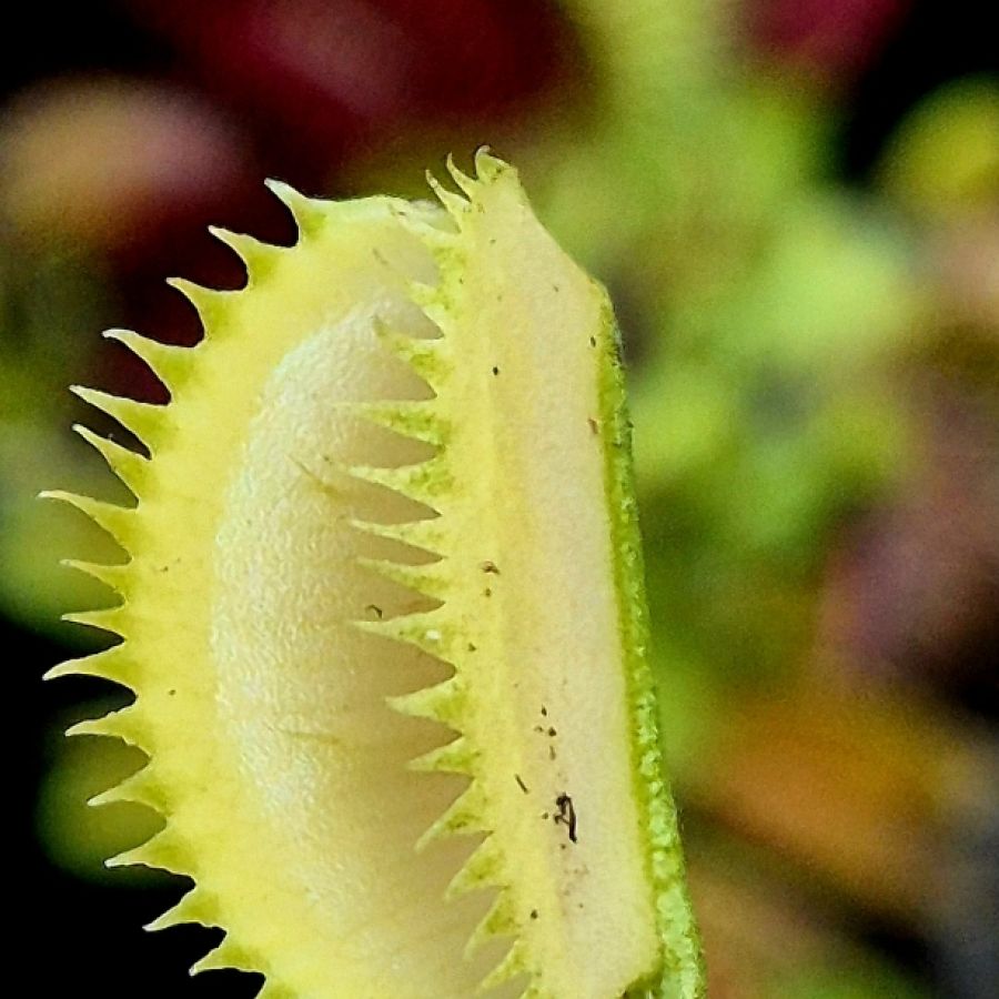 !Limitowana oferta- rzadkie kultywary muchołówek! - obrazek 24