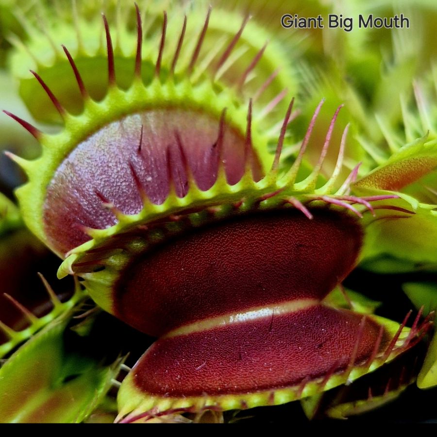 !Limitowana oferta- rzadkie kultywary muchołówek! - obrazek 23