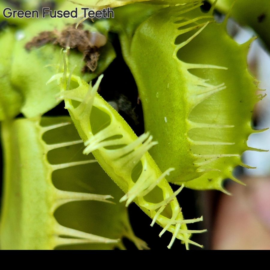 !Limitowana oferta- rzadkie kultywary muchołówek! - obrazek 30