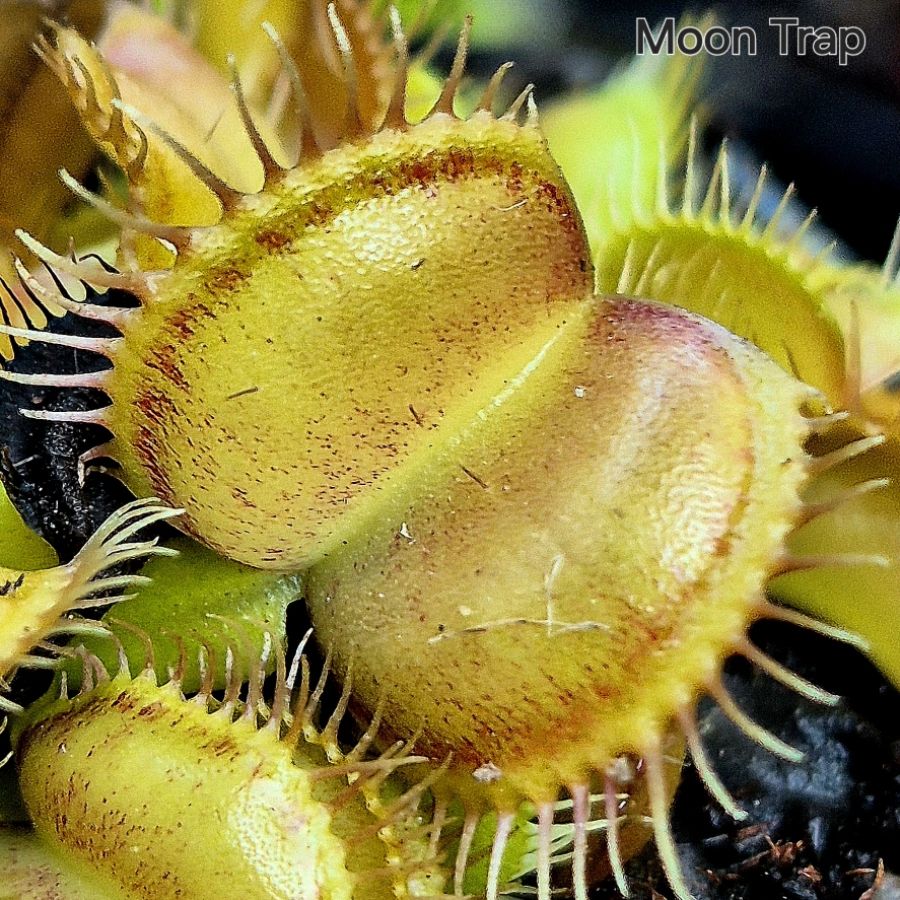 !Limitowana oferta- rzadkie kultywary muchołówek! - obrazek 29