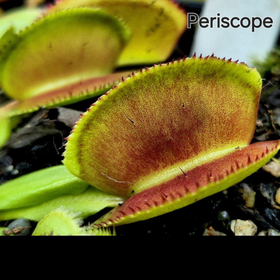 !Limitowana oferta- rzadkie kultywary muchołówek! - obrazek 32