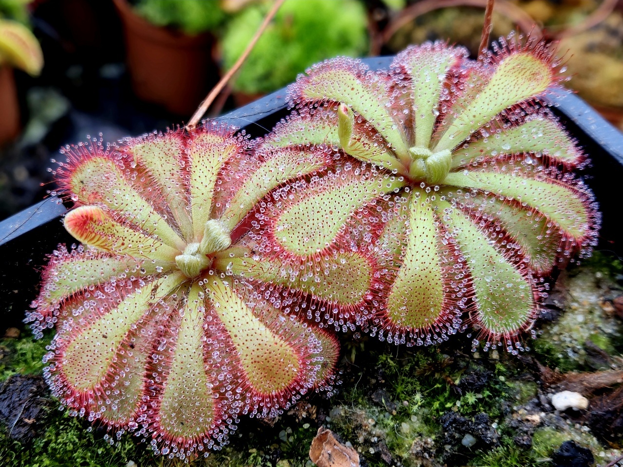 Drosera aliciae dorosłe okazy