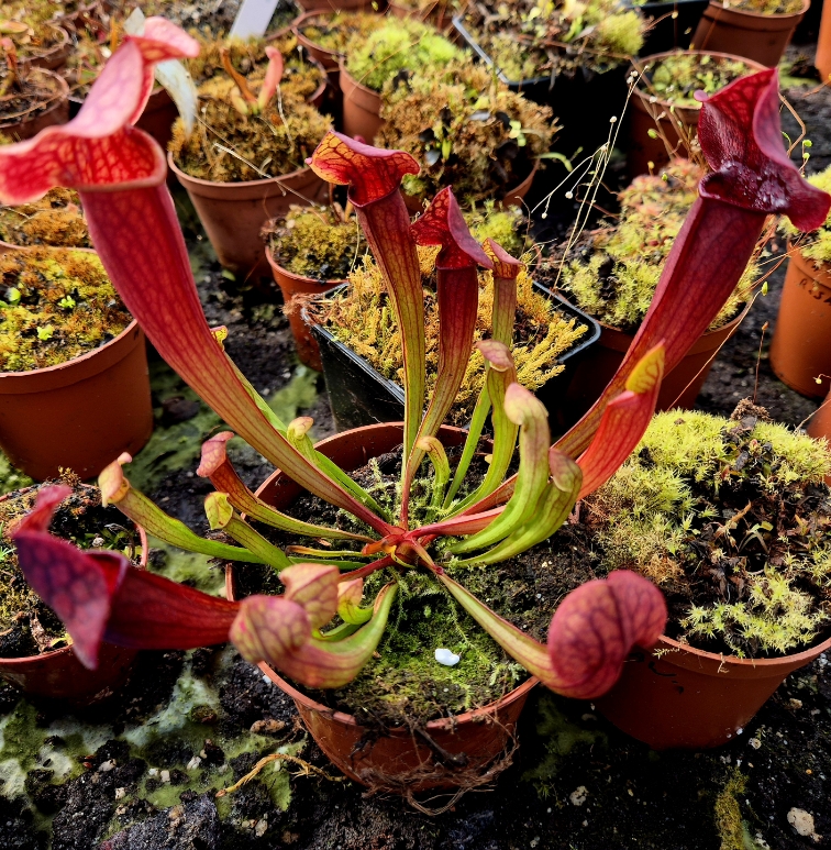 Sarracenia 'Tess' L - obrazek 2