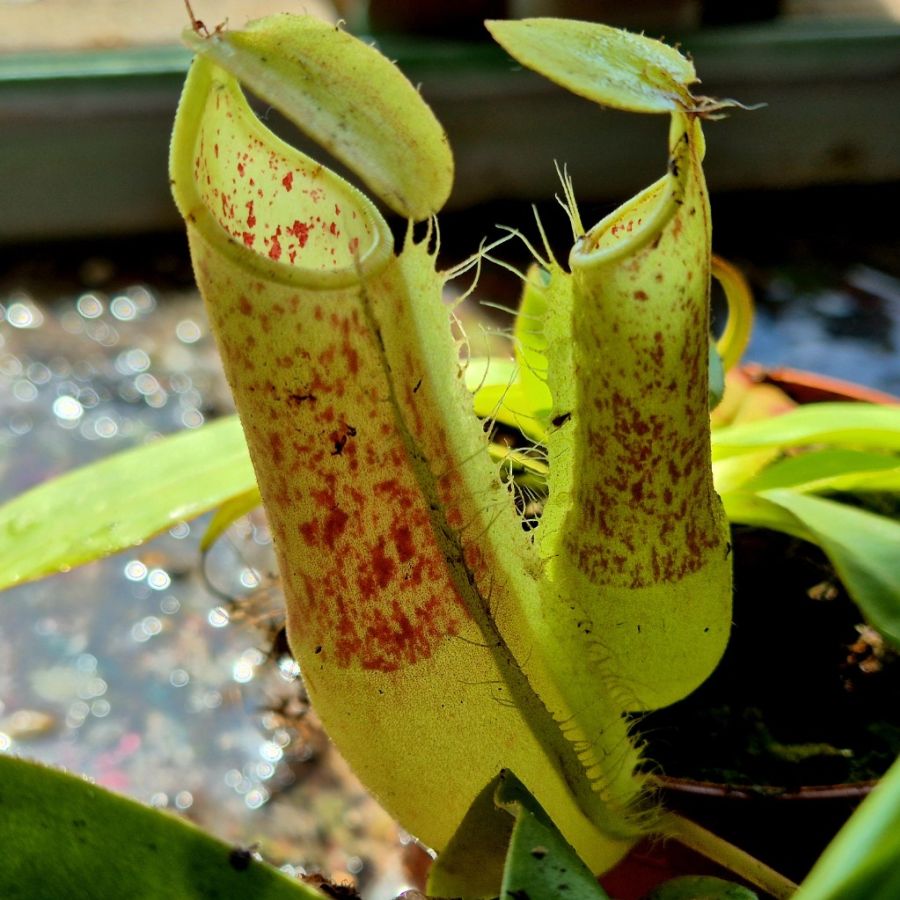 Nepenthes 'Hispida Beck' - obrazek 2