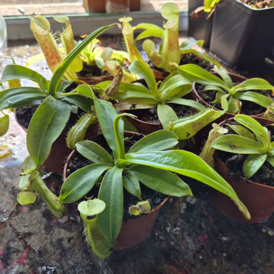 Nepenthes 'Hispida Beck' - obrazek 3