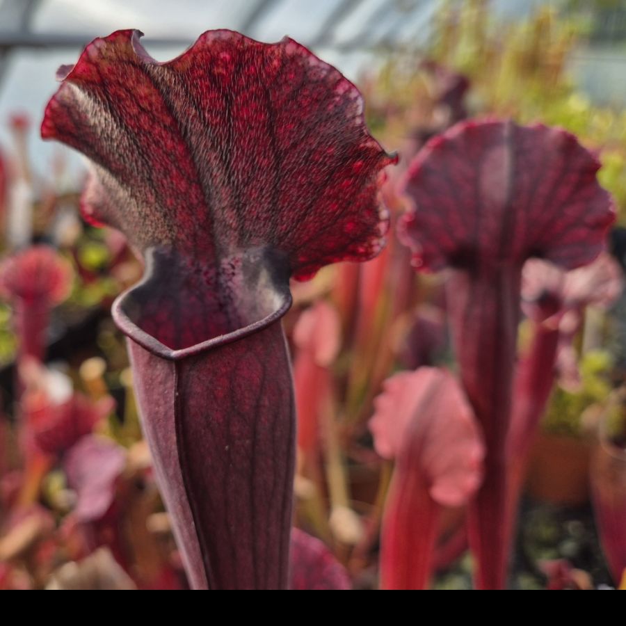 Sarracenia 'Thomas'