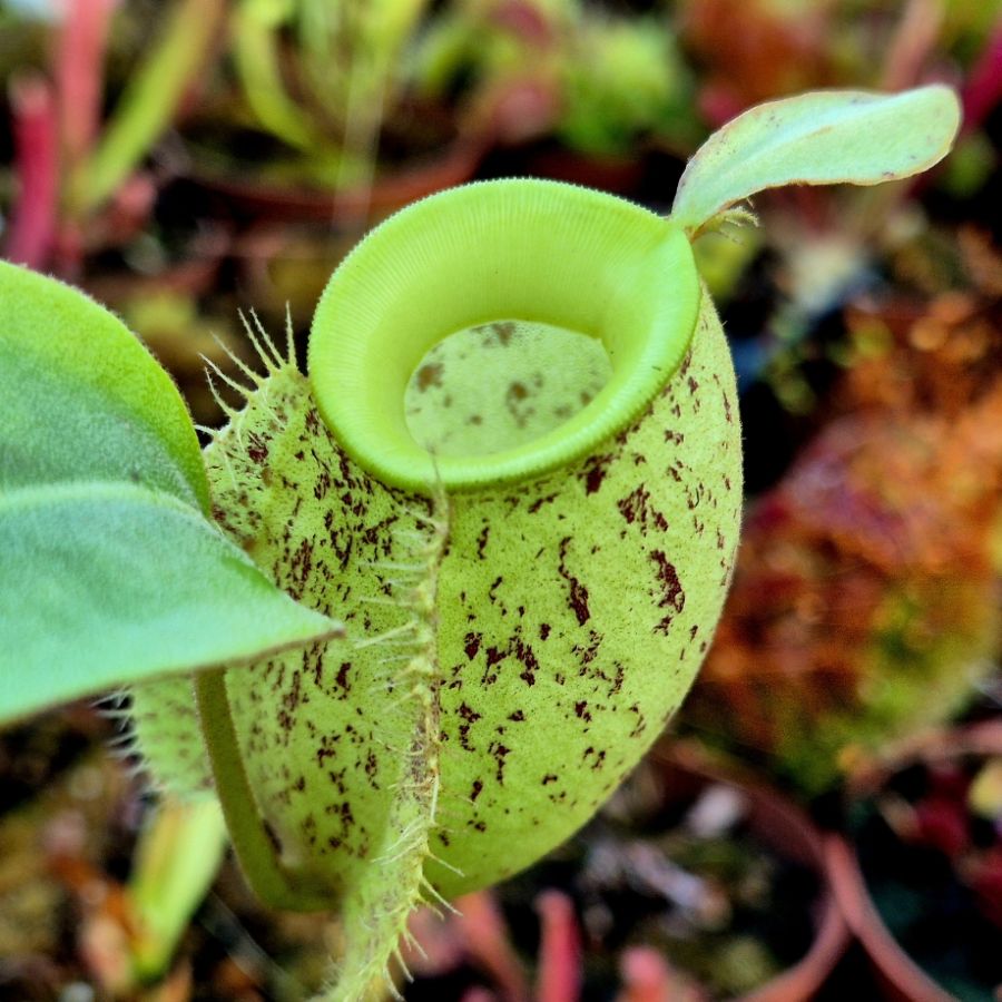 Nepenthes ampullaria ` Light Speckled` - obrazek 4