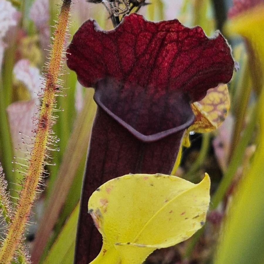 Sarracenia 'Thomas' - obrazek 3