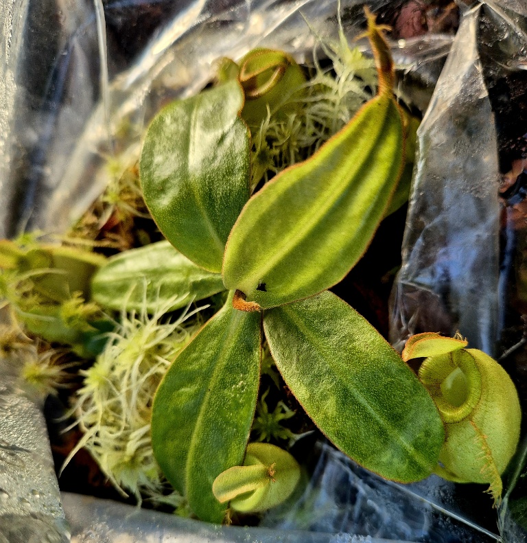 Nepenthes ampullaria 'Green' - obrazek 4