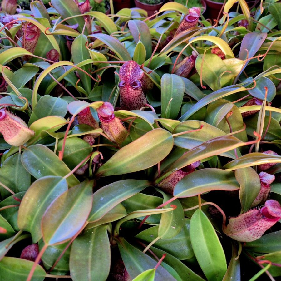 Nepenthes 'Sam' - obrazek 5